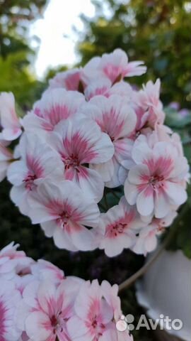 Пеларгония Lovely Wera