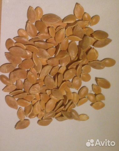 Семена круглой тыквы 500гр