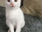 Котёнок Белая девочка 4 месяца объявление продам