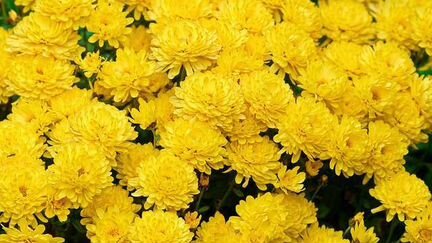 Хризантемы,пионы,Бузульник