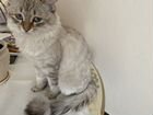 Шотландский кот вязка.Ищет свою принцессу объявление продам