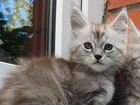Котята мекйн кунчики и кошка серебро объявление продам