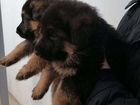 Собаки щенки немецкая овчарка объявление продам