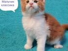Котята мейн -кун полидакты и классика объявление продам