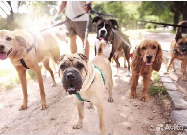 Передержка,выгул собак и уход. Зооняня