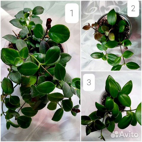 Эсхинантусы разные виды, Гипоцирта