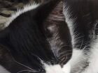 Котёнок породы японский бобтейл объявление продам