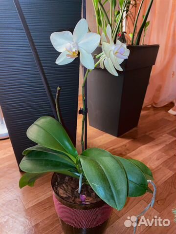 Орхидея mini