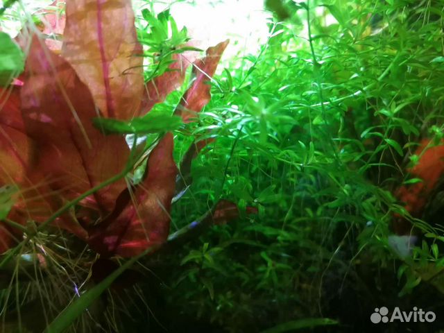 Аквариумные растения и улитки