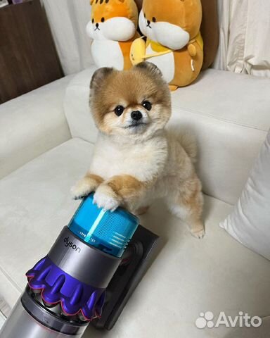 Пылесос Dyson