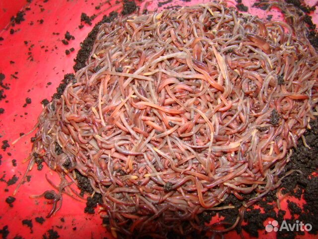 Продаю Малек и Коконы Дендробены