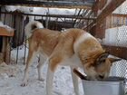 Западно-Сибирской лайки щенки объявление продам