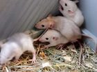 Крысята сиамские, декоративные объявление продам