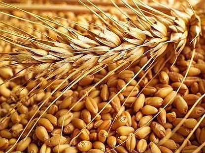 Зерно пшеница фуражная