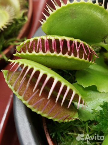 Венерина мухоловка