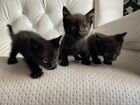 Черные котята от европейской короткошерстной кошки