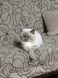 Вязка Британский кот