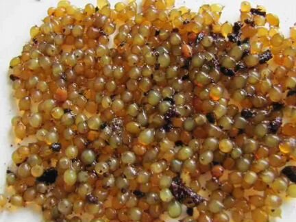 Коконы червя дендробена