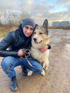 Выгул собак, догситер,зоо няня