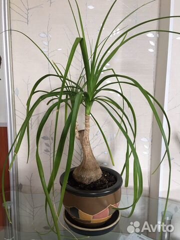 Бокарнея нолина