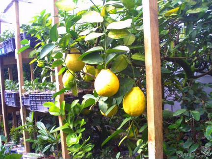 Редкие растения России