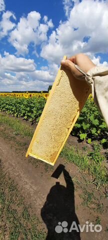 Мёд, мед Цена указана за 3л меда. Личная пасека