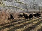 Доля овечьей фермы на 2500 голов в Краснодаре
