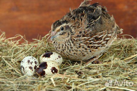 Птичий помёт