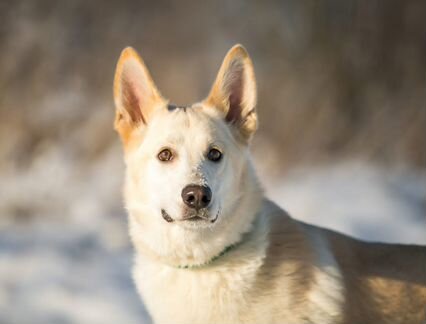 Собака в дар в добрые руки