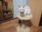 Девон-рекс кот гиппоалергенный объявление продам