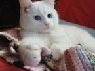 Котенок турецкой ангоры ищет хозяина объявление продам