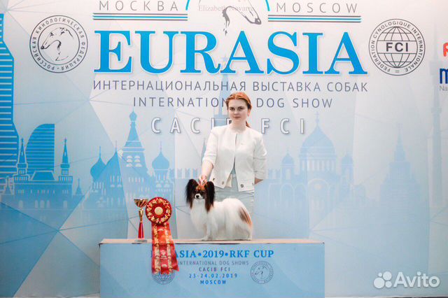 Хендлер / подготовка и показ собак на выставках