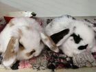Кролики декоративные бараны