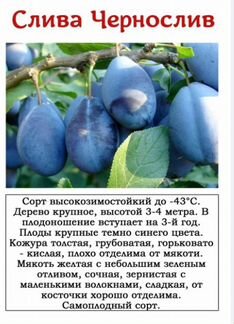 Саженцы сливы