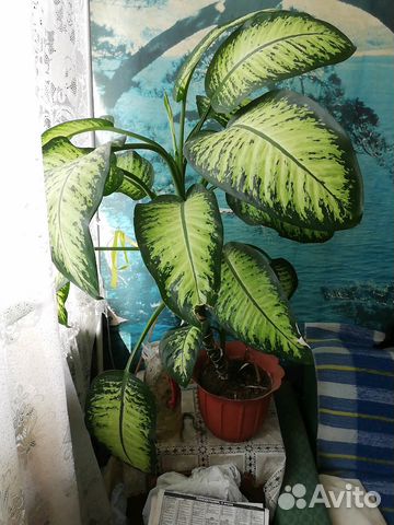 Диффенбахия