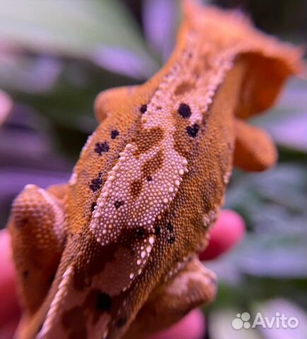 Реснитчатый геккон бананоед