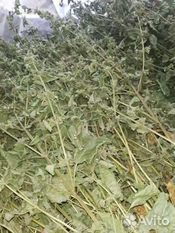 Мята лимонная мелиса