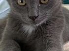 Серый котенок мальчик в добрые руки объявление продам