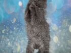 Пушистый котенок мальчик ручной тарахтелка объявление продам