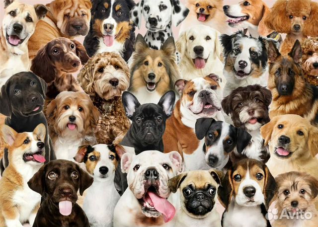 Клеймение щенков - Санкт-Петербург и ло