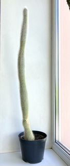 Кактус 1 метр