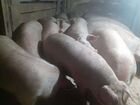 Свиньи Ландрас-мясо объявление продам