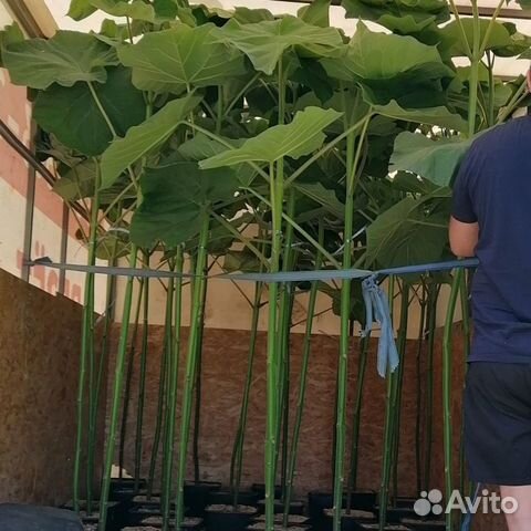 Павловния Шан Тонг, зкс можно сажать круглый год