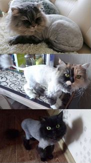 Стрижка кошек, груминг собак г. Иваново