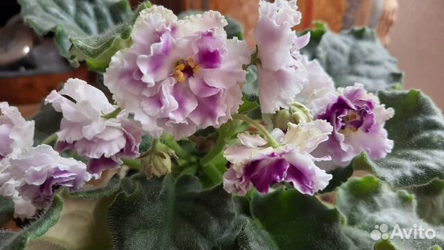 Сортовая фиалка Айседора