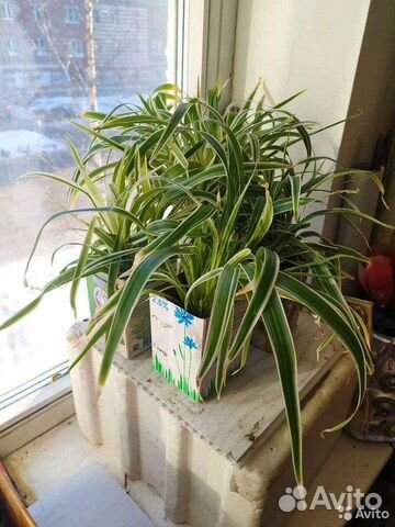 Комнатные растения