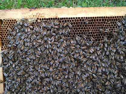 Отводки пчел, матки