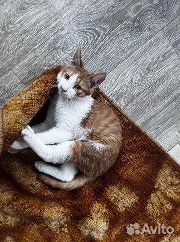 Котик рыжий ищет дом