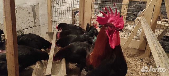 Цыплята, курочки, кеклики, инкубационные яйцо