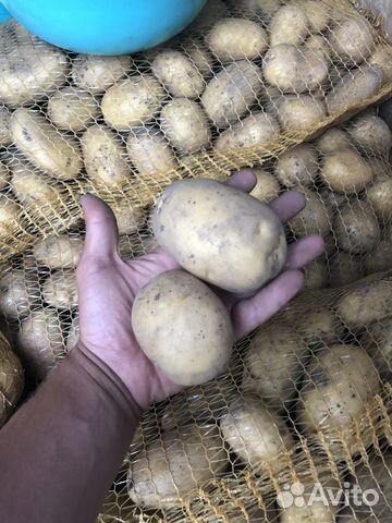 Картофель.Картошка доставка